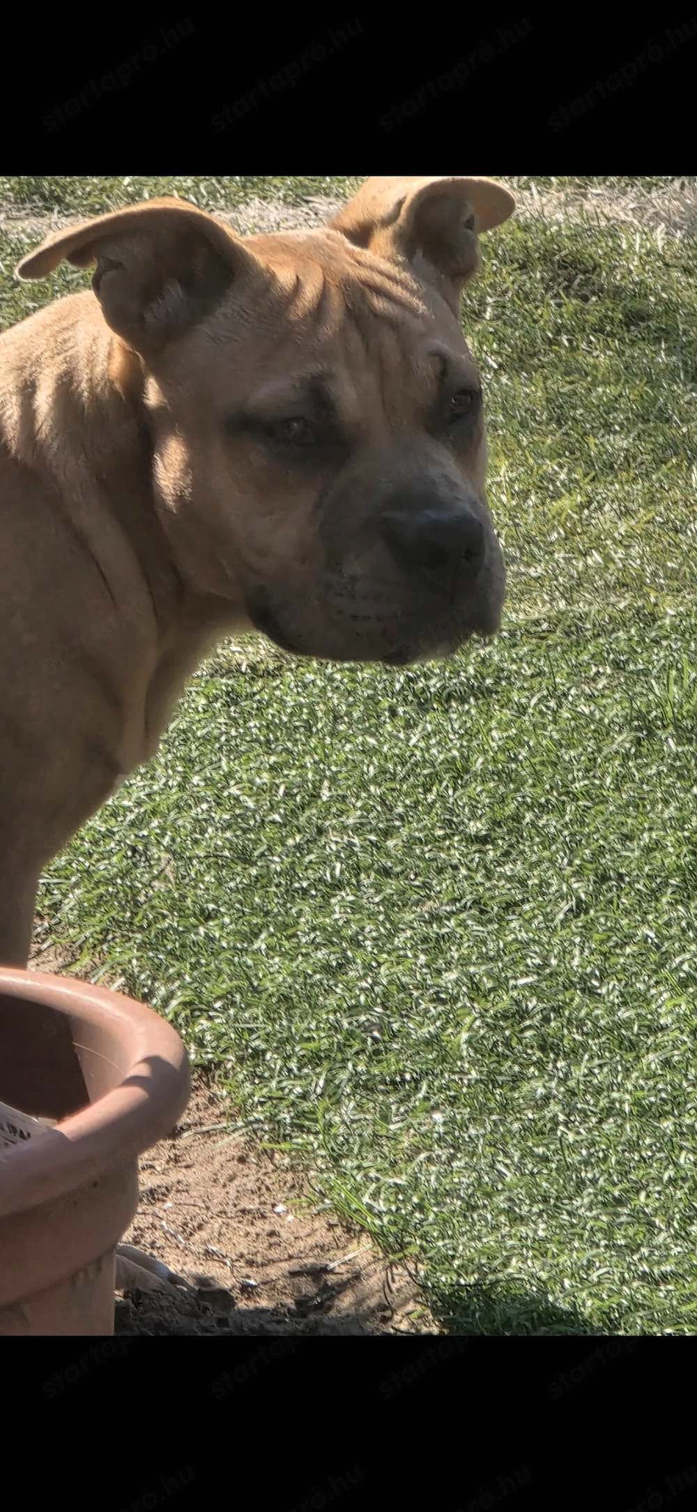 American bully kiskutya