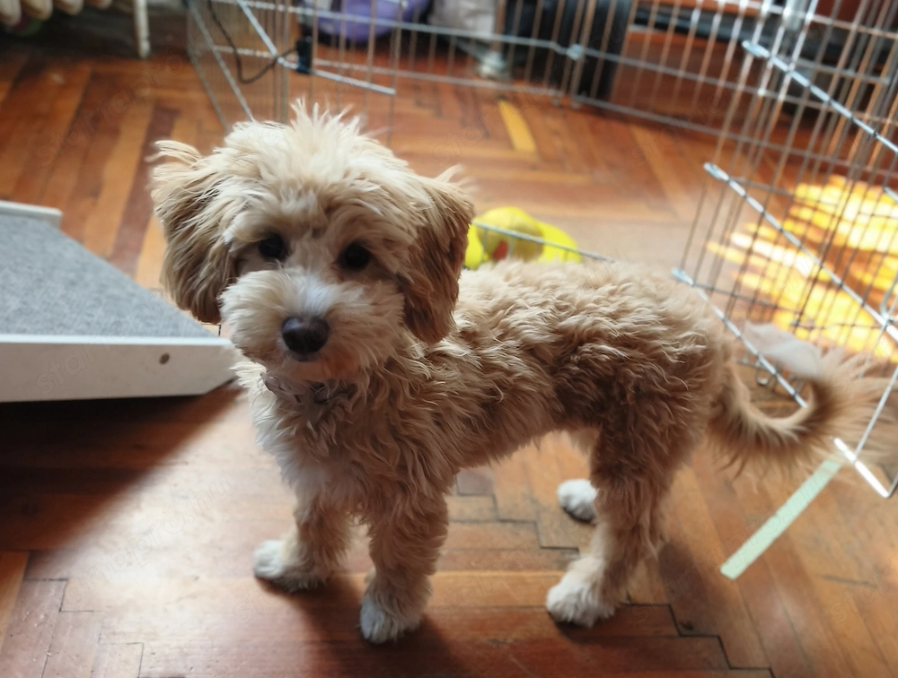 5 hónapos, tündéri Maltipoo kislány szerető családot keres 