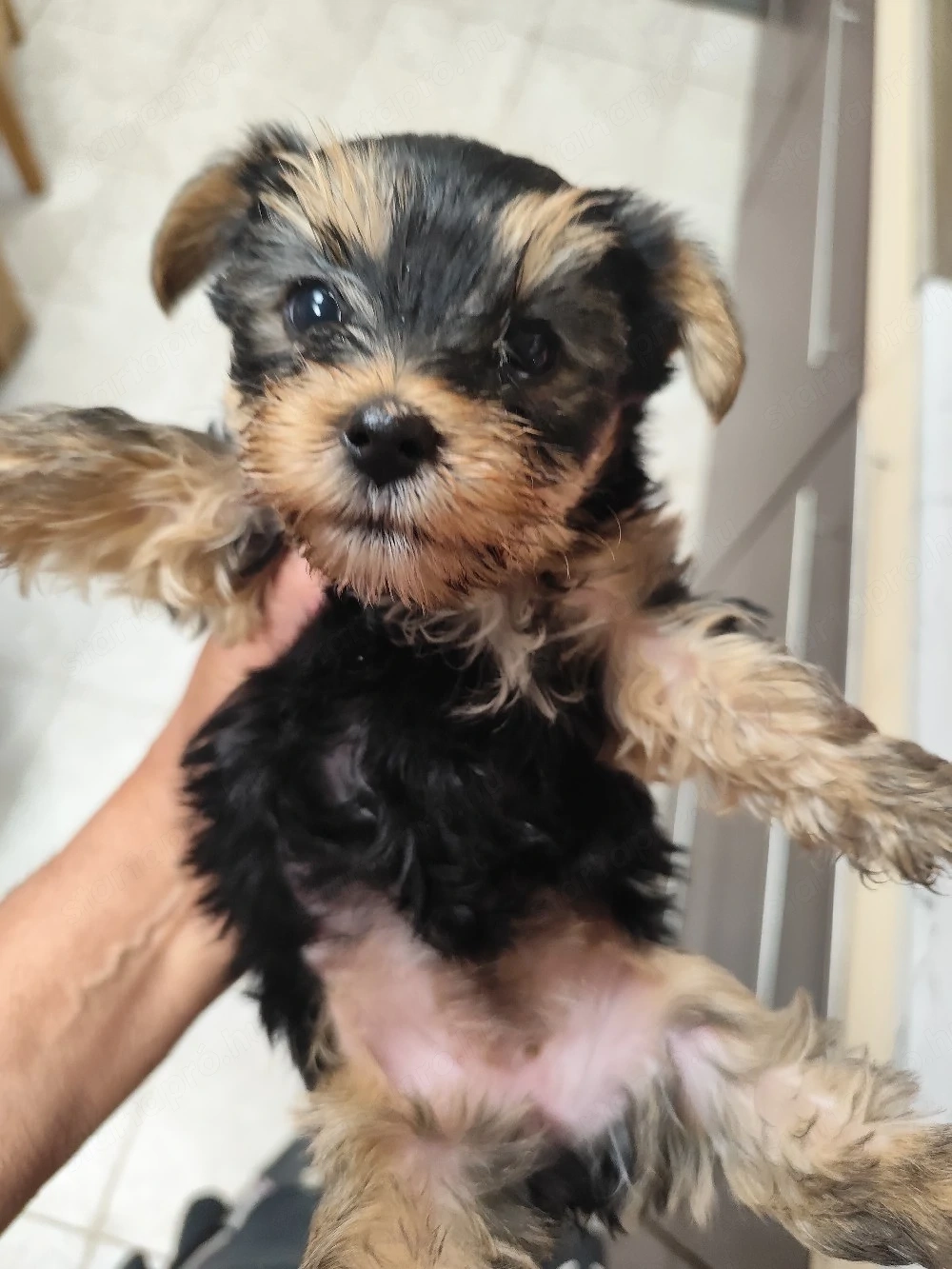 yorkshire terrier mini kislány eladó.