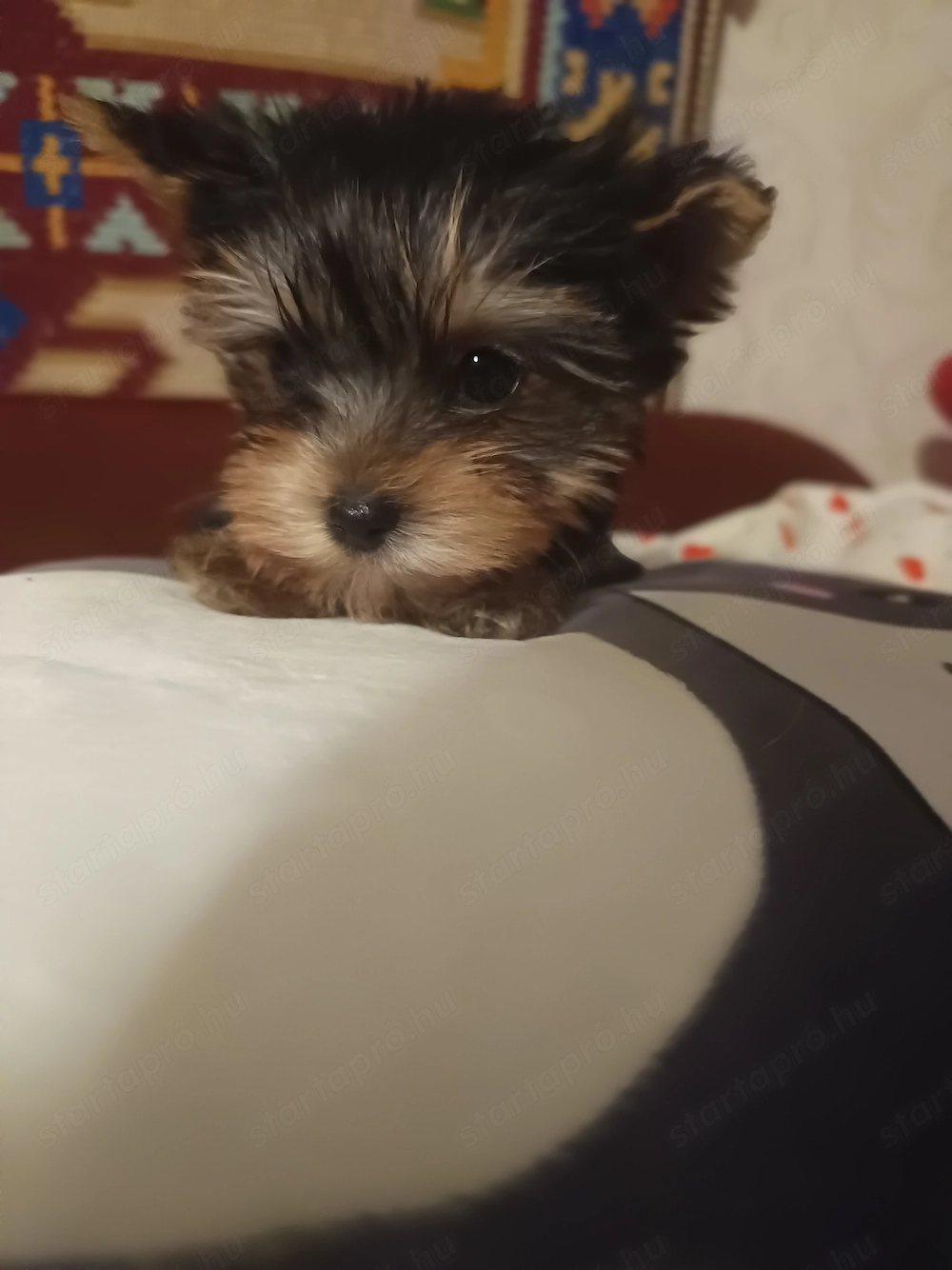 Mini yorki kisfiú 