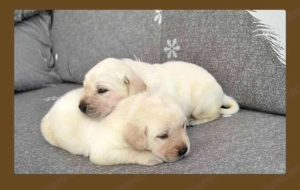 Labrador kiskutyák