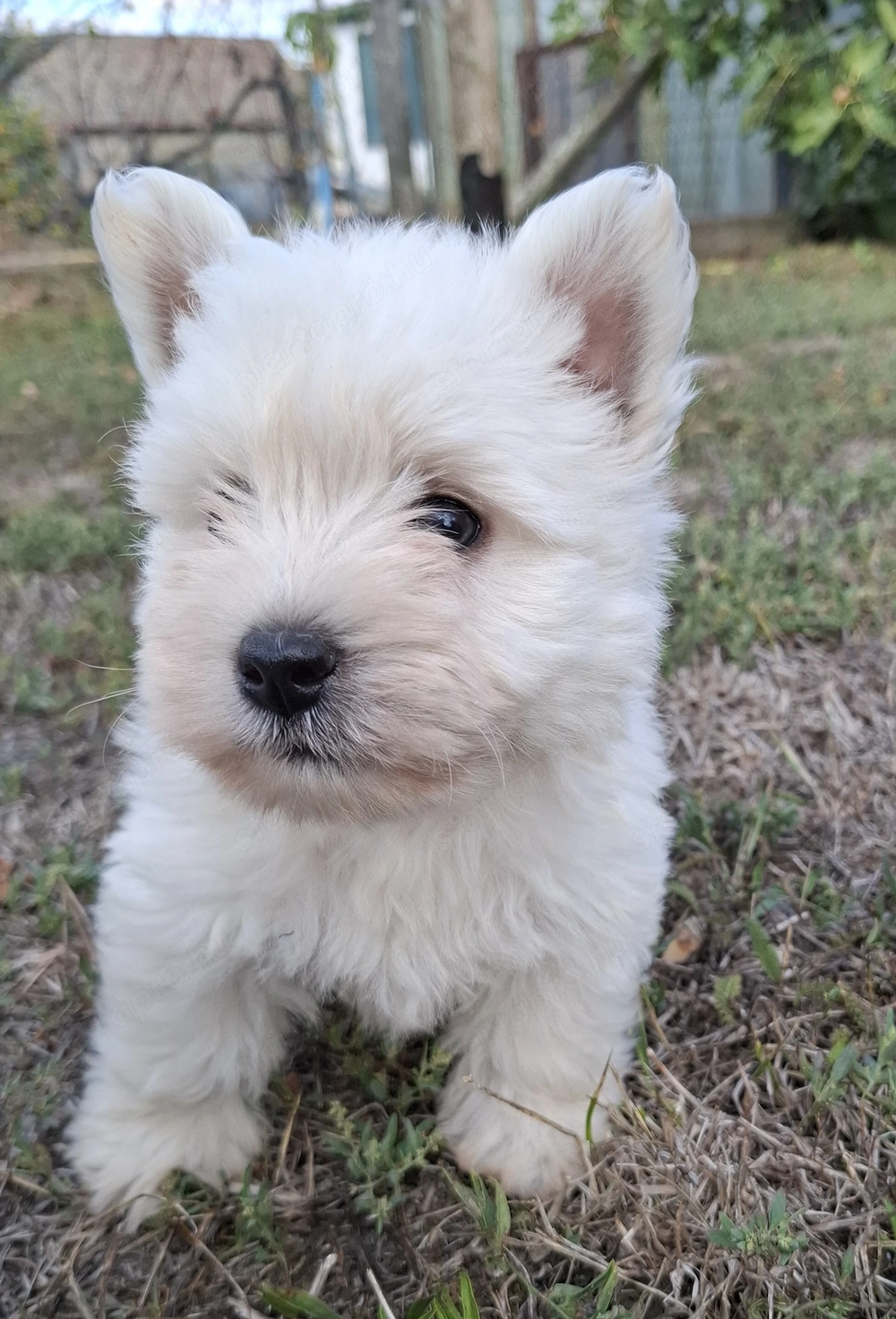 Westie kisfiúk foglalhatók 