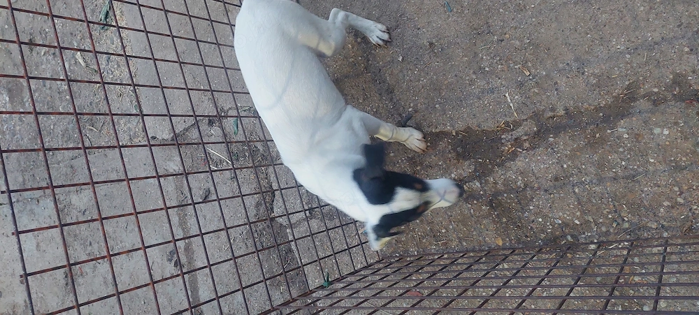 Eladó jack Russell 