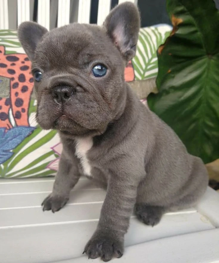 Francia Bulldog 