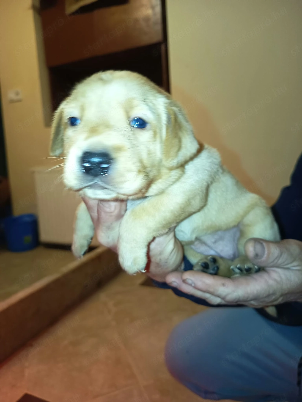 Labrador kiskutya     