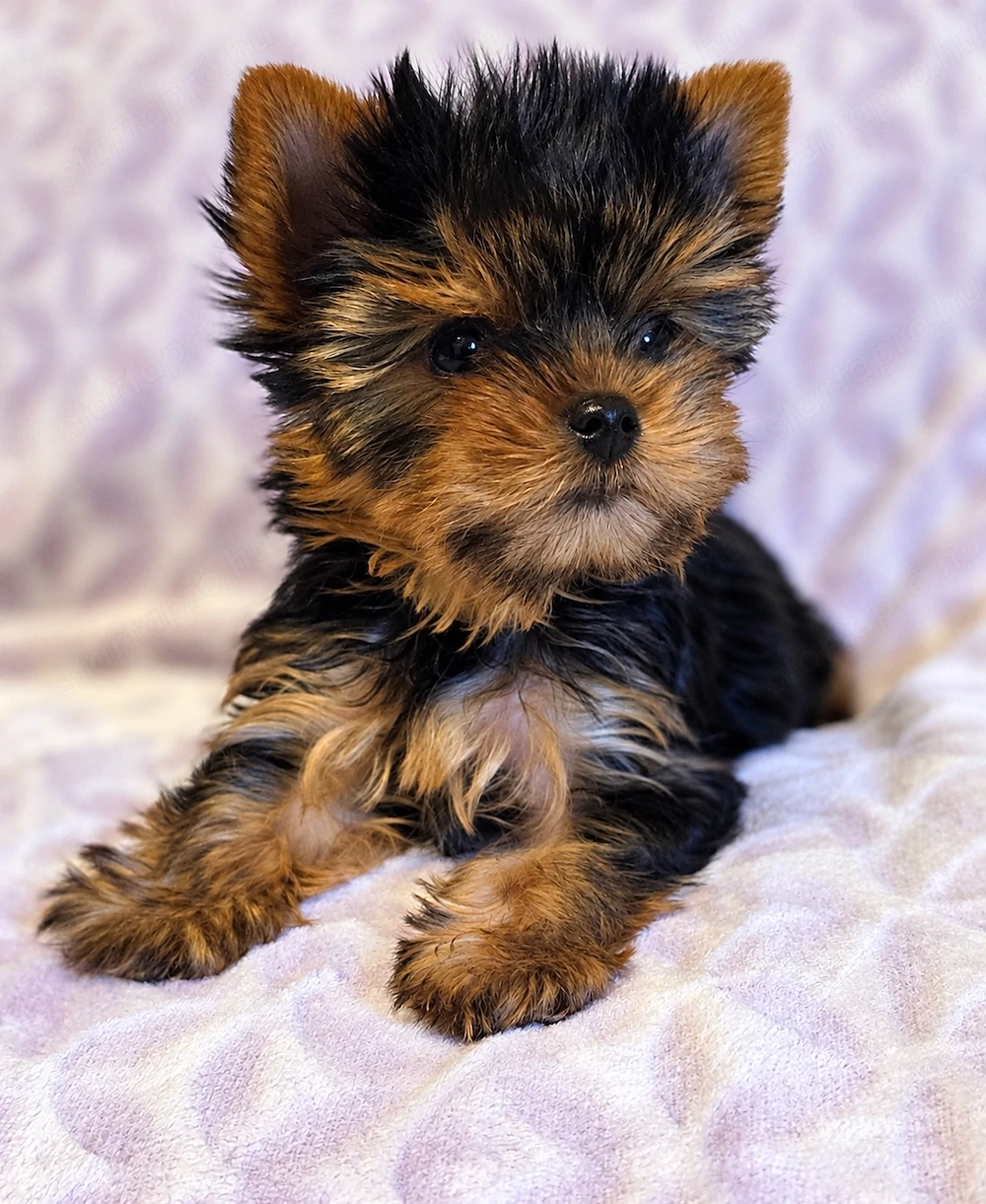 Mini méretű yorkshrie terrier kan kölykök 