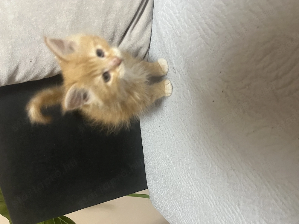 Maine Coon kiscicák
