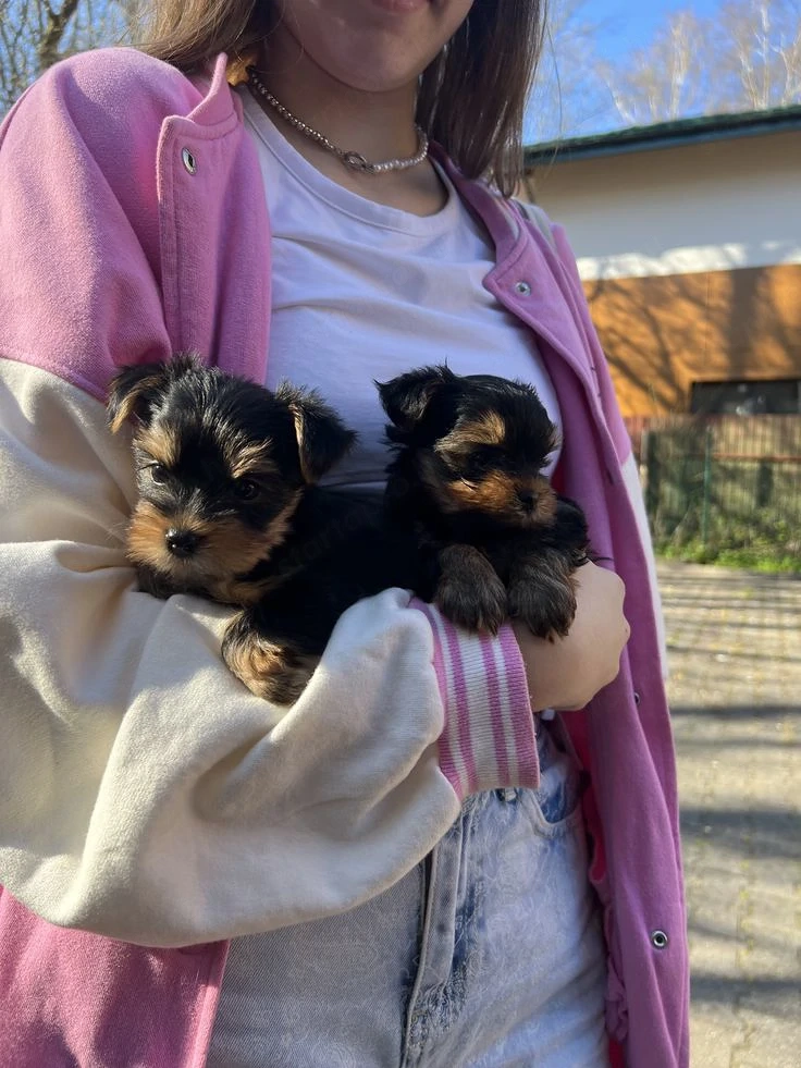 Yorkshire terrier kölykök 