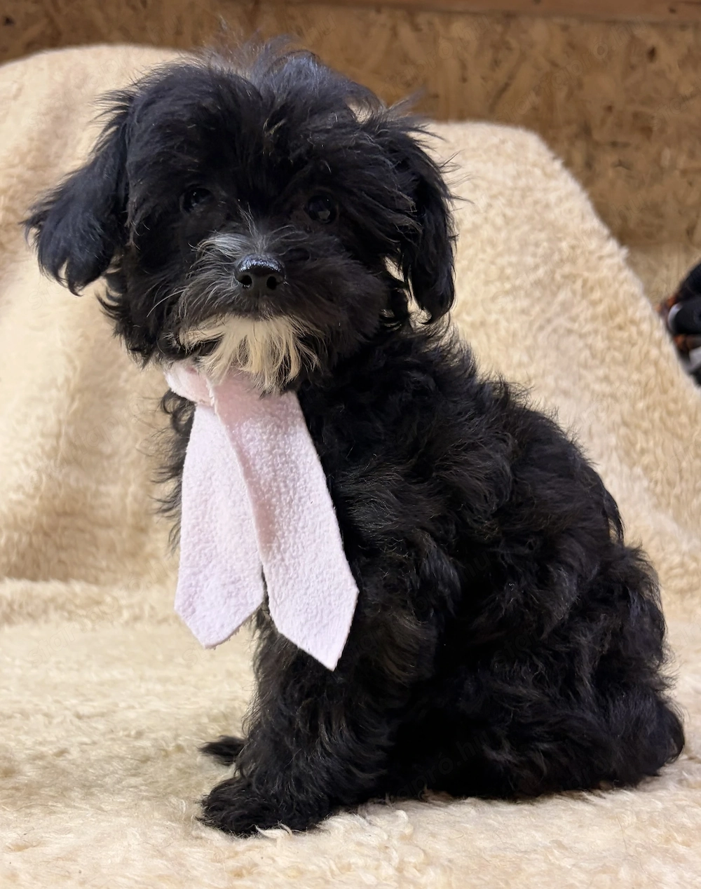 Yorkipoo nagyon picike kislány