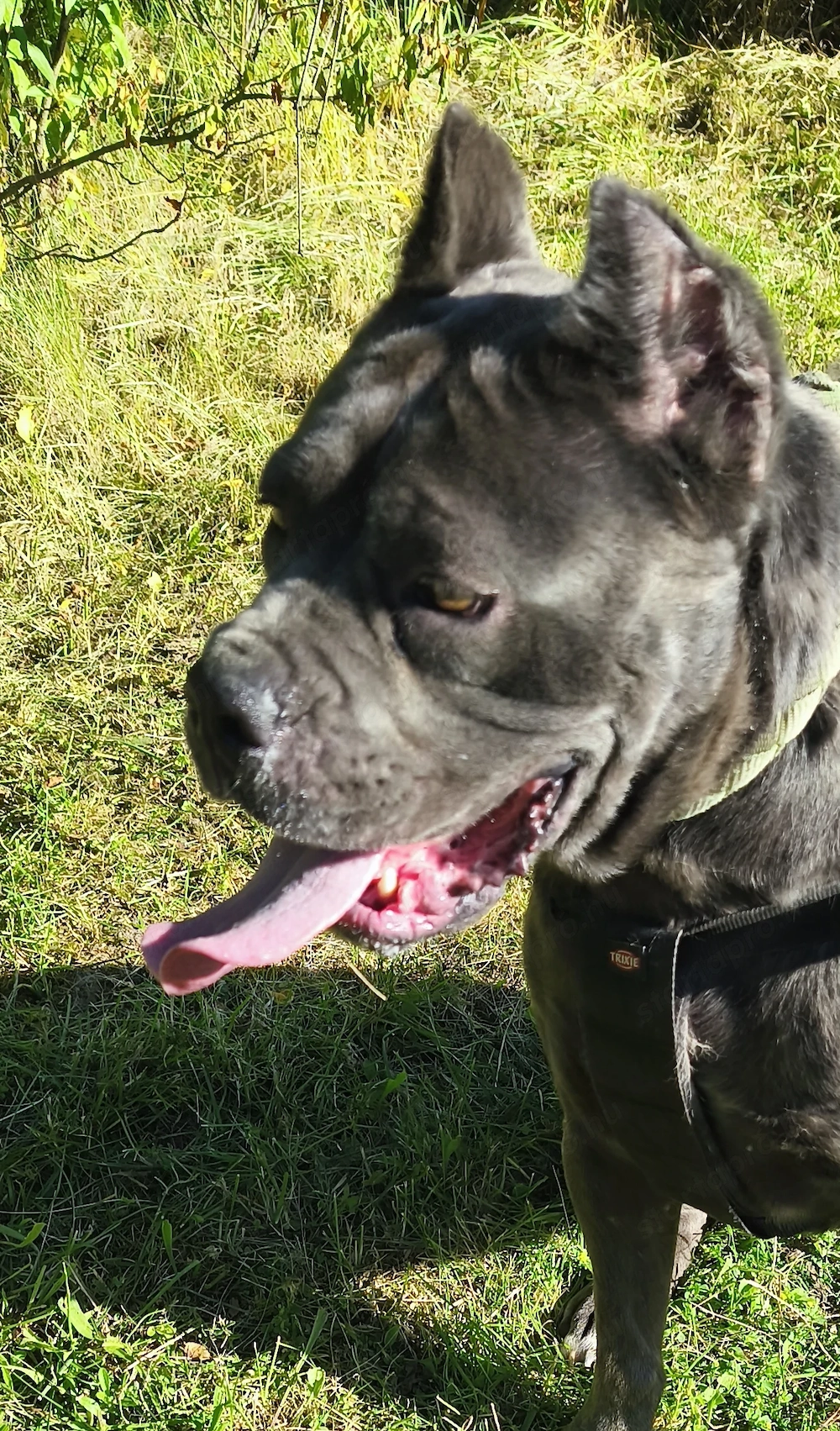 Cane corso kiskutyák