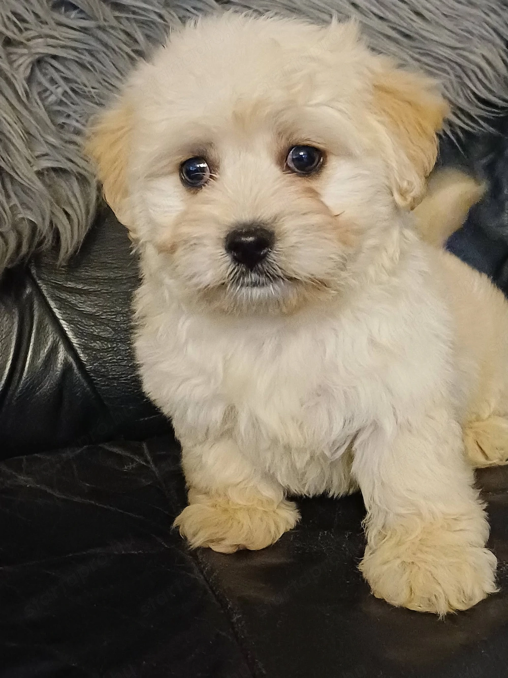 Csodaszép bichon havanese kiskutyák eladóak