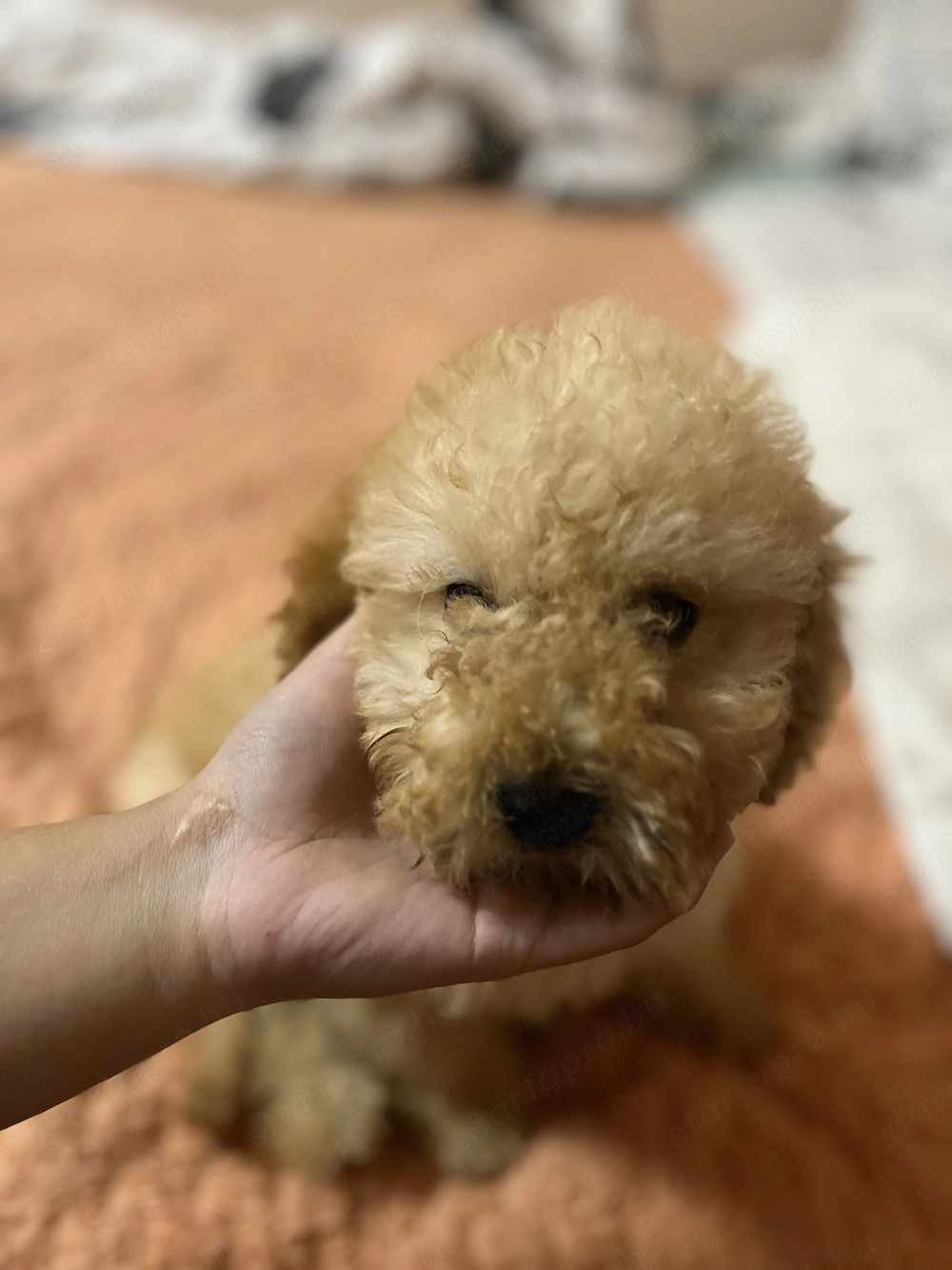 Maltipoo kiskutya