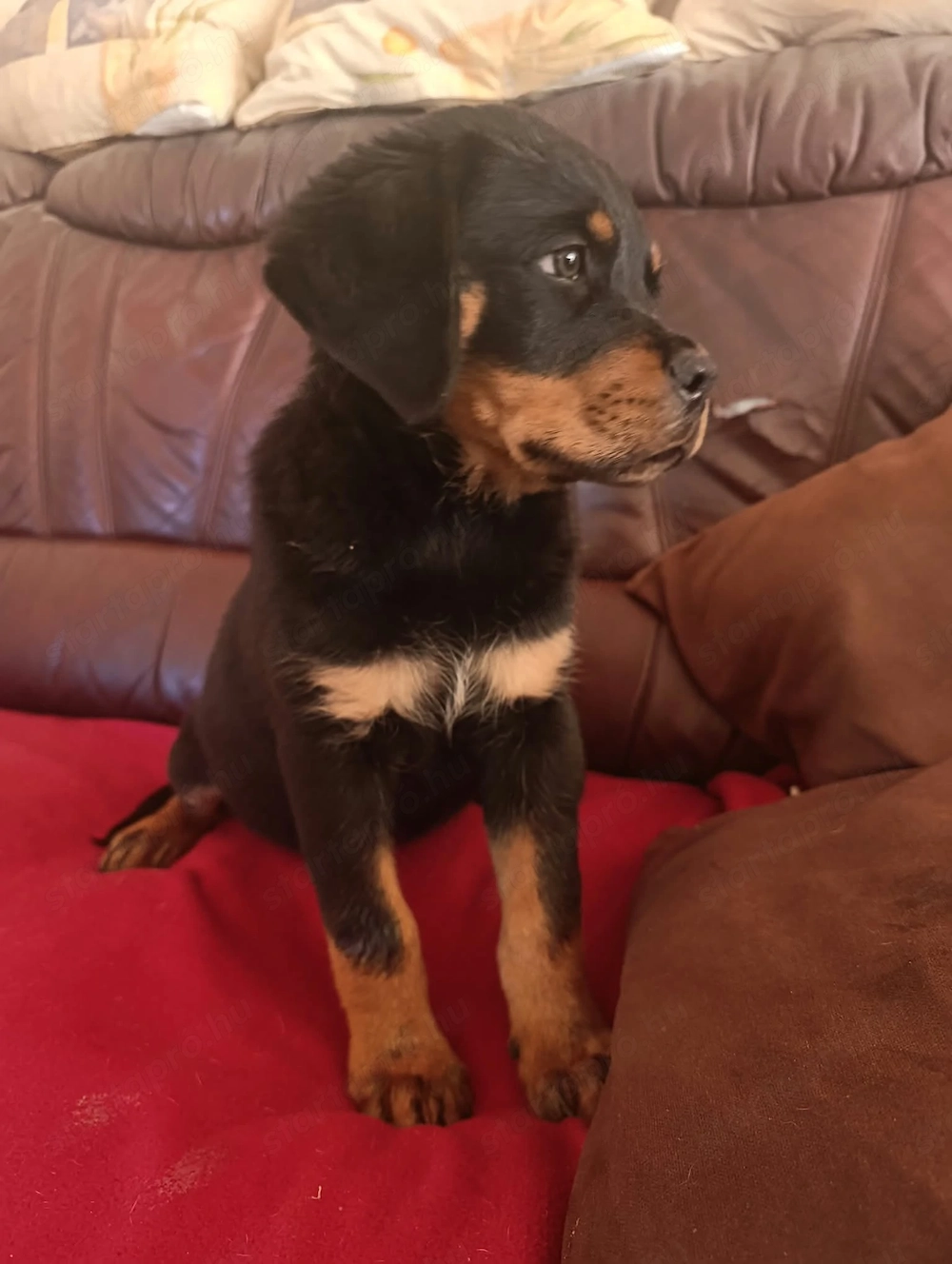 Gyönyörű rottweiler szuka kiskutya