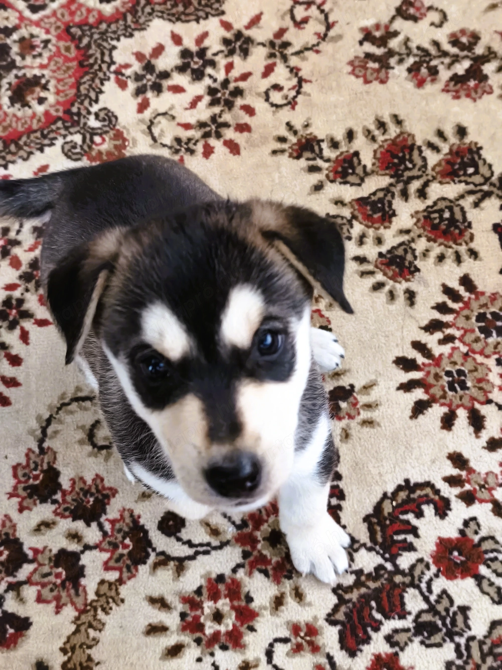 Eladó Husky-Rottweiler mix szuka kiskutya