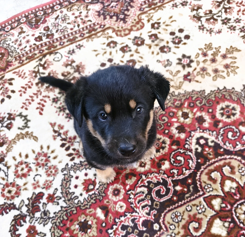 Eladó Rottweiler-Husky mix kan kiskutya 
