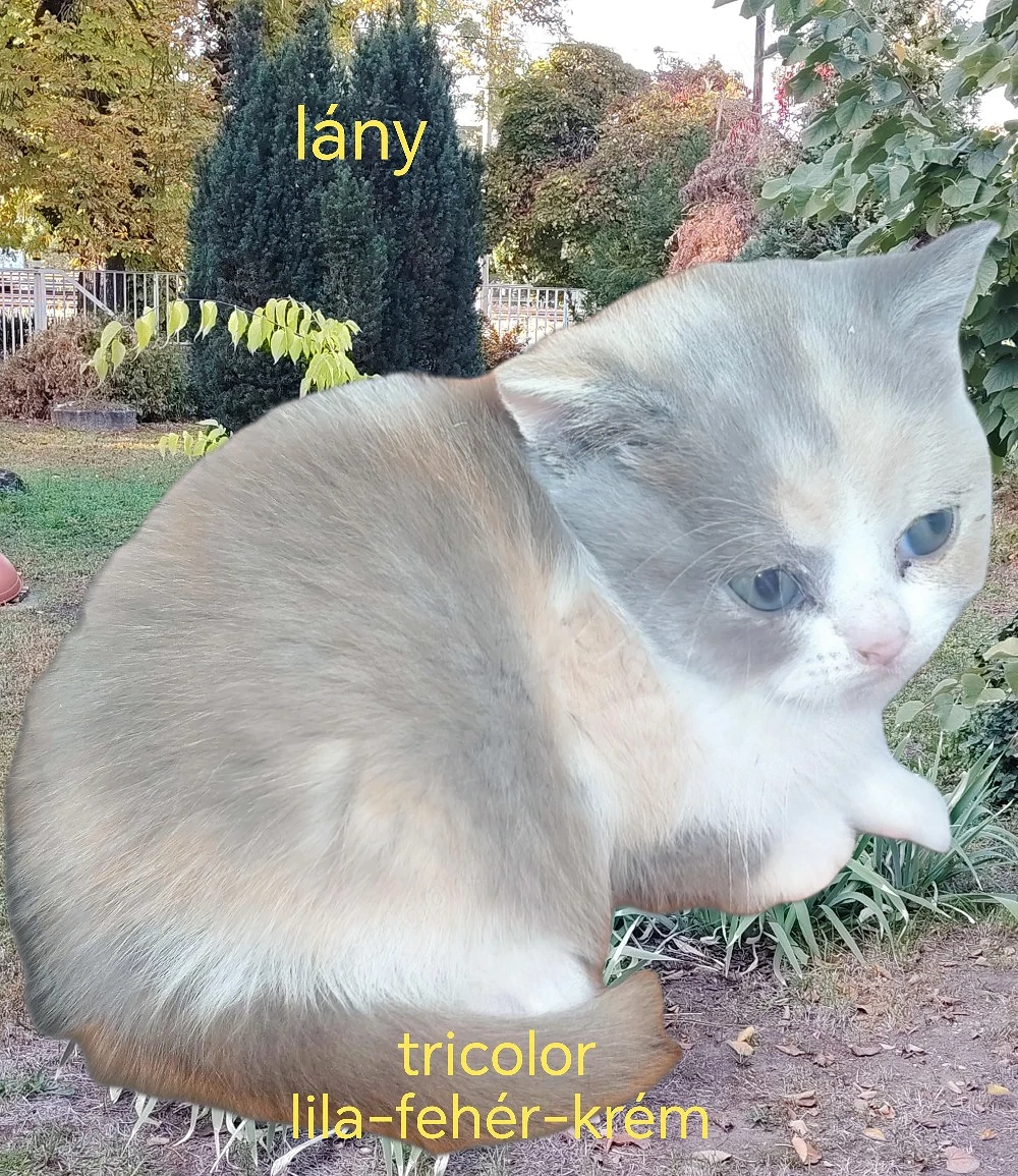 Brit rövidszőrű lány
