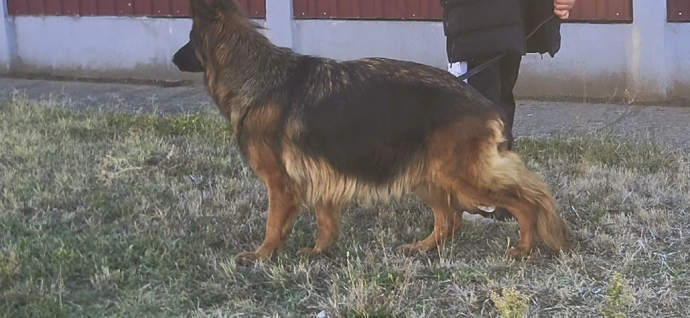 4 éves törzskönyvezett hosszu szőrü szuka