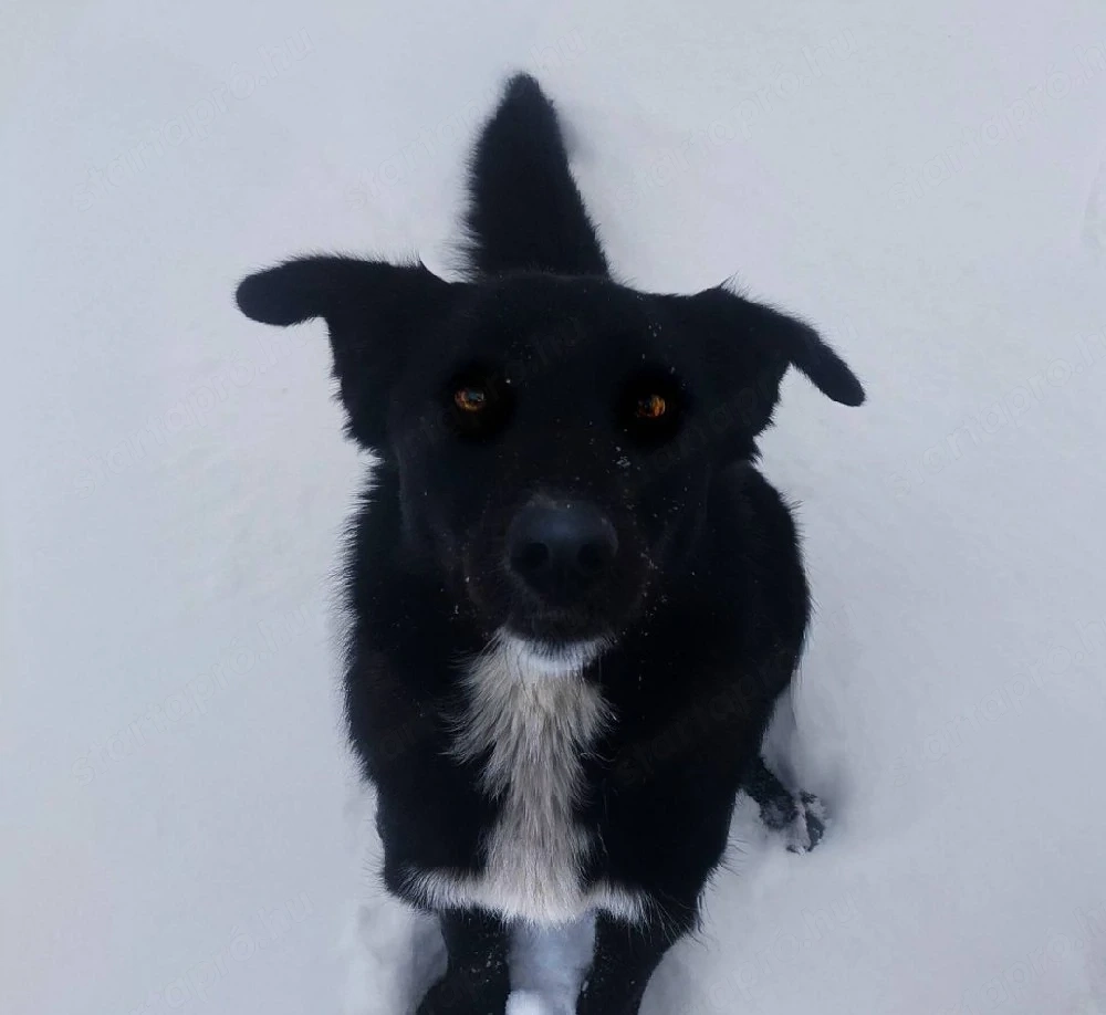 Border collie jellegű kutya gazdit keres
