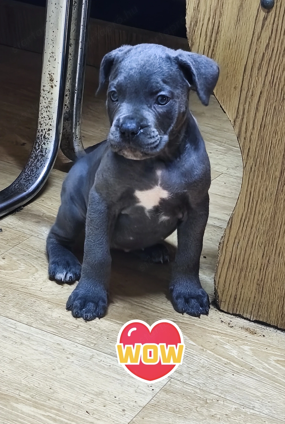 Cane corso kiskutyák! Már csak 2 kislány vár gazdira