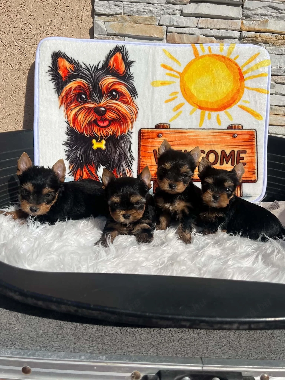 Yorkshire terrier kiskutyák