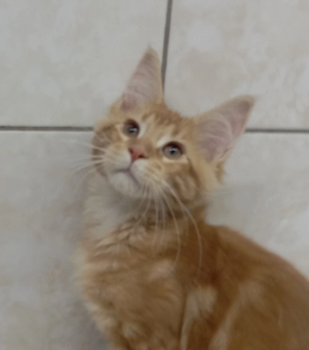 Maine coon cicák.