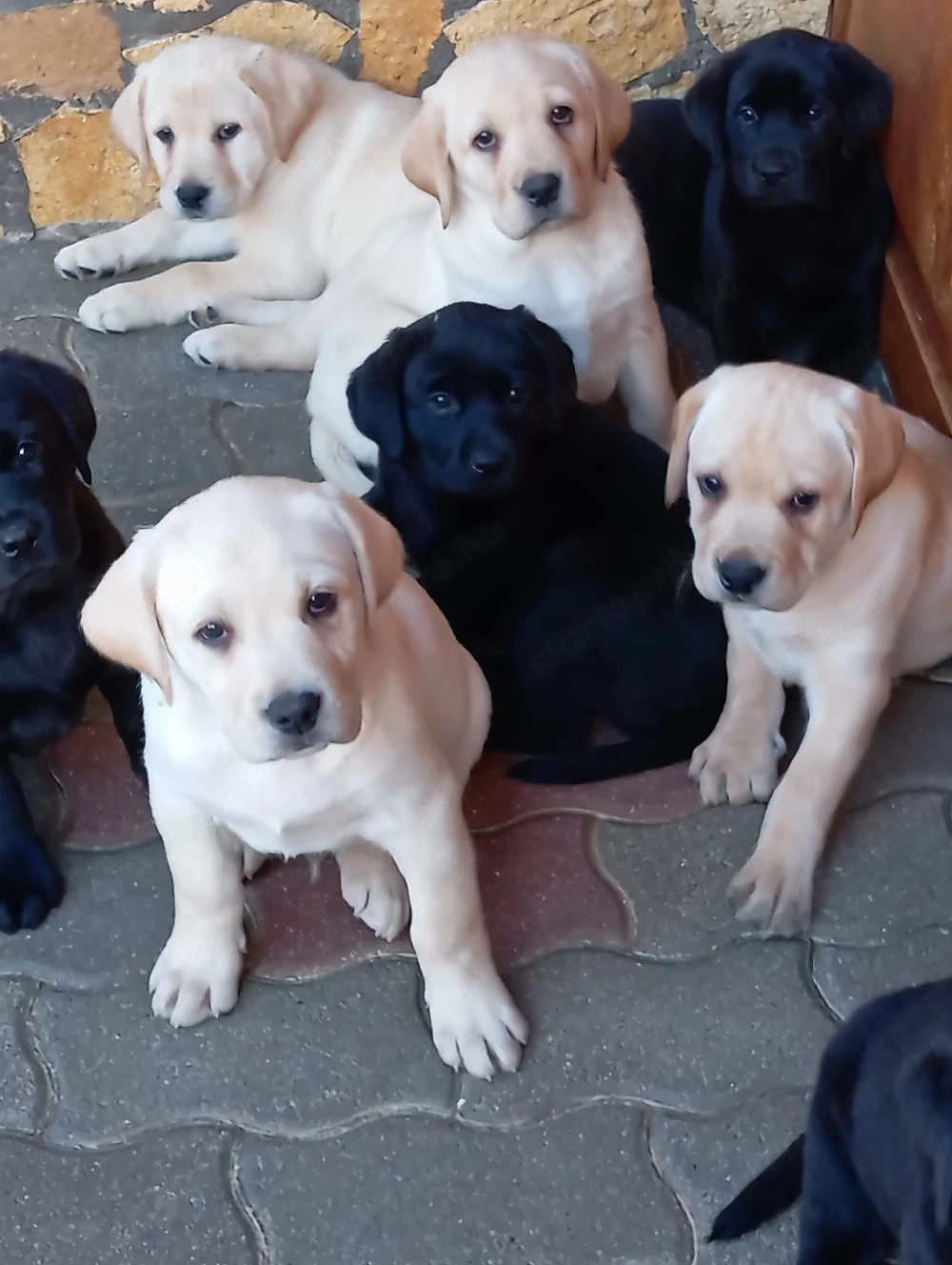 Labrador retriever sárga és fekete.