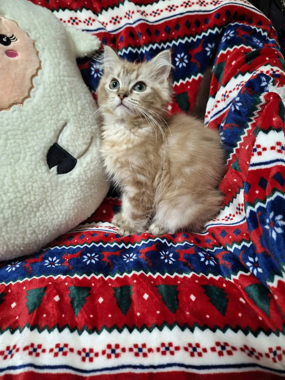14 hetes kislány cicus.szines ragdoll.