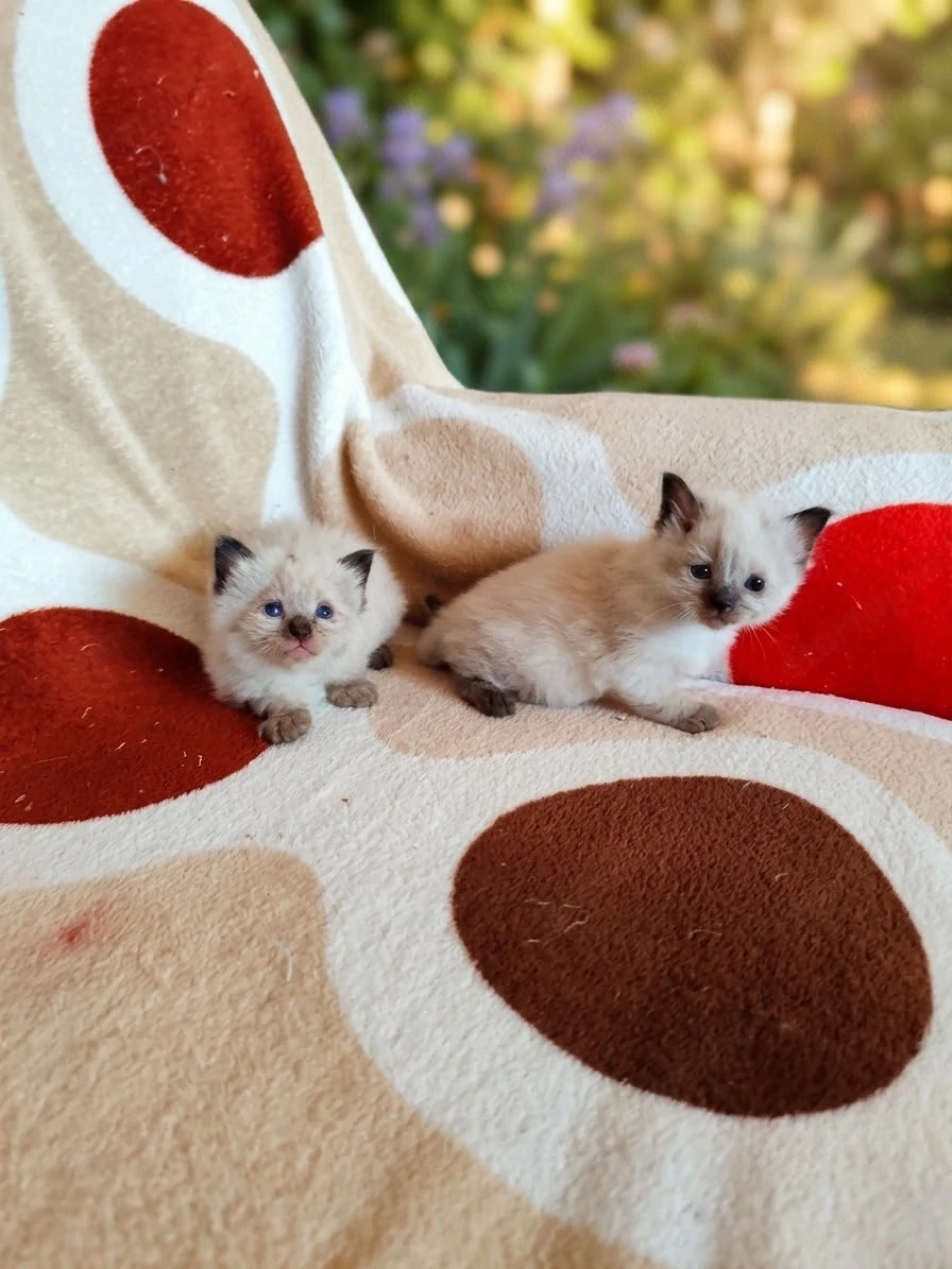 ragdoll két fiú foglalható