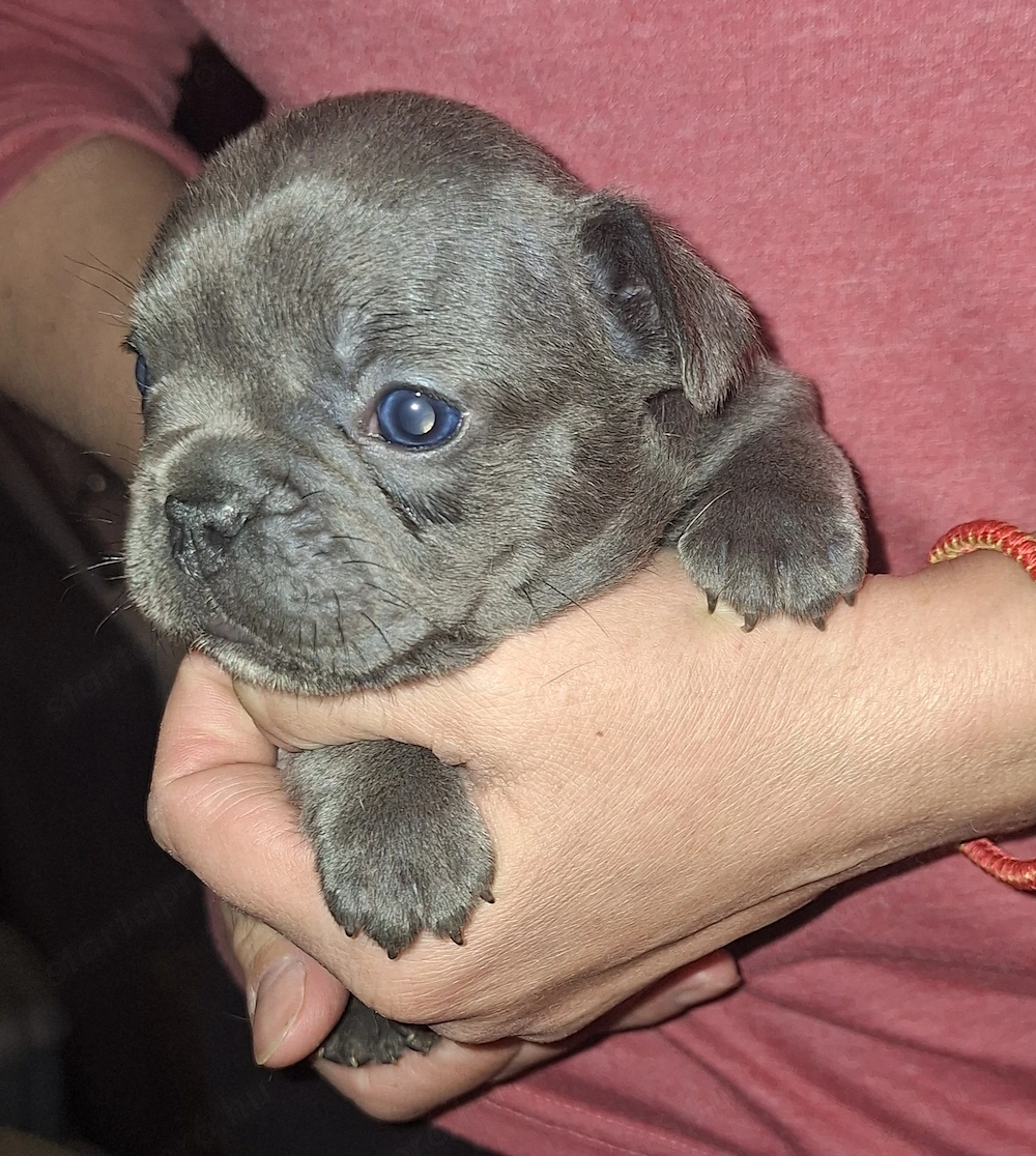 Francia bulldog jellegű kölykök 