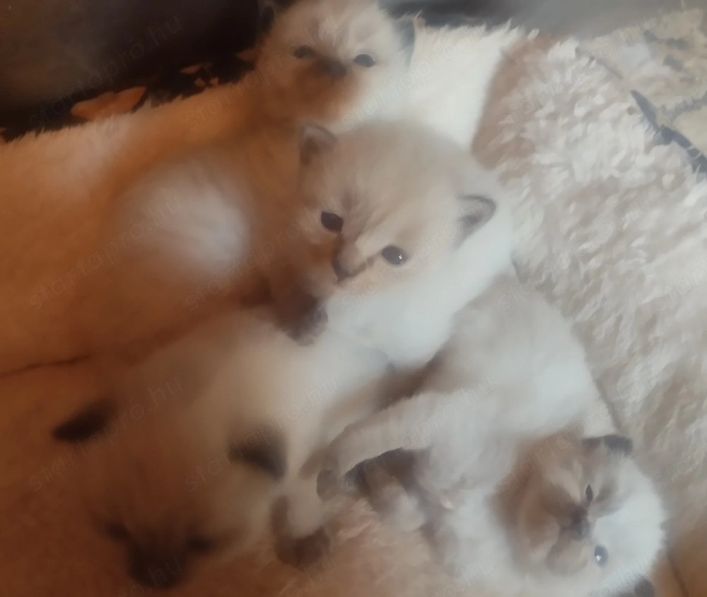  Cserélnék Ragdoll kiscicát skót vagy Brit kandúr cicára 