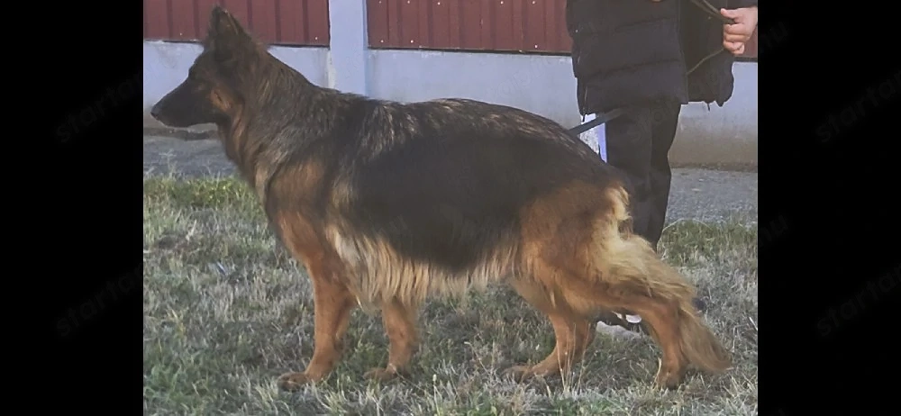 4 éves tk szuka költözne