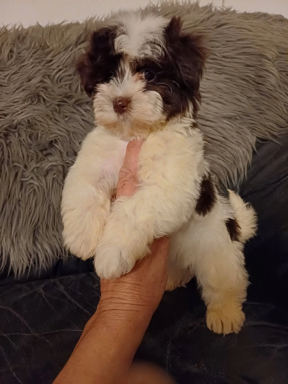 Csokoládé bichon havanesek eladóak