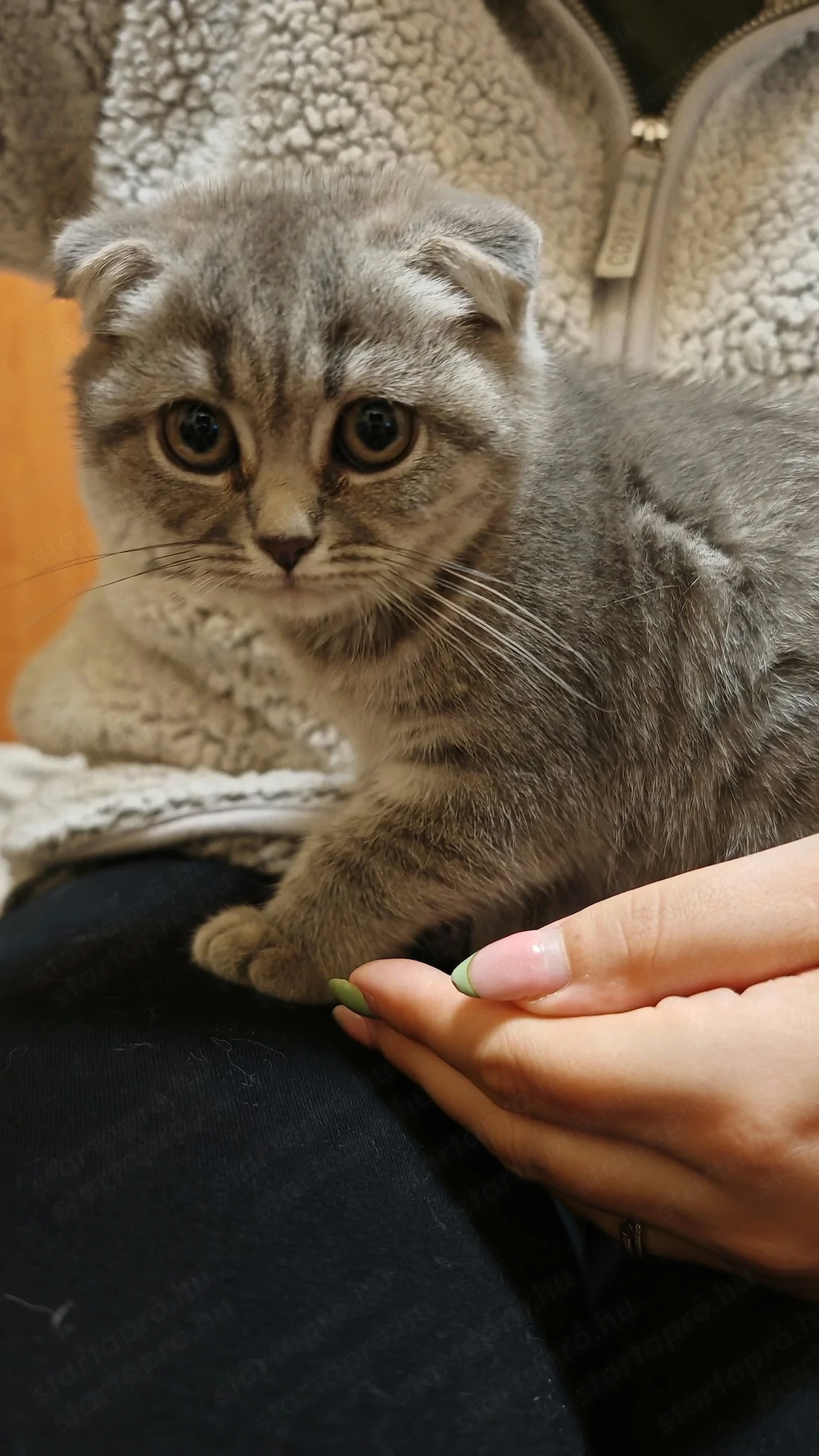 Skót lógófülü leány cica