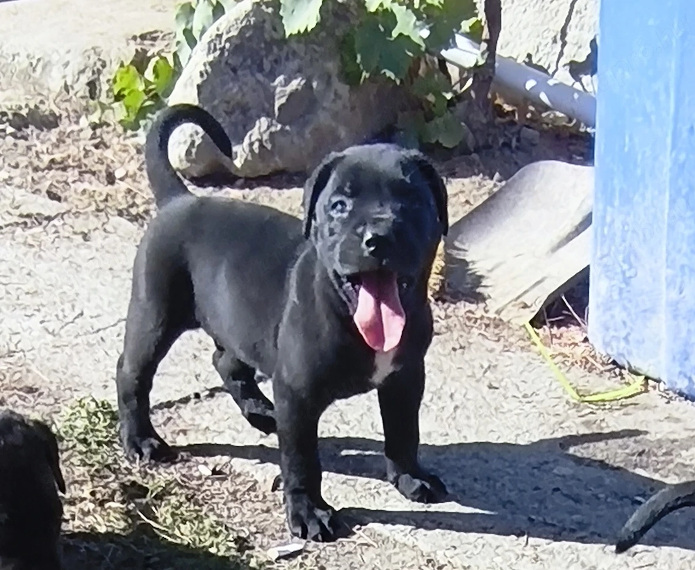 Cane corso fekete kan kiskutya