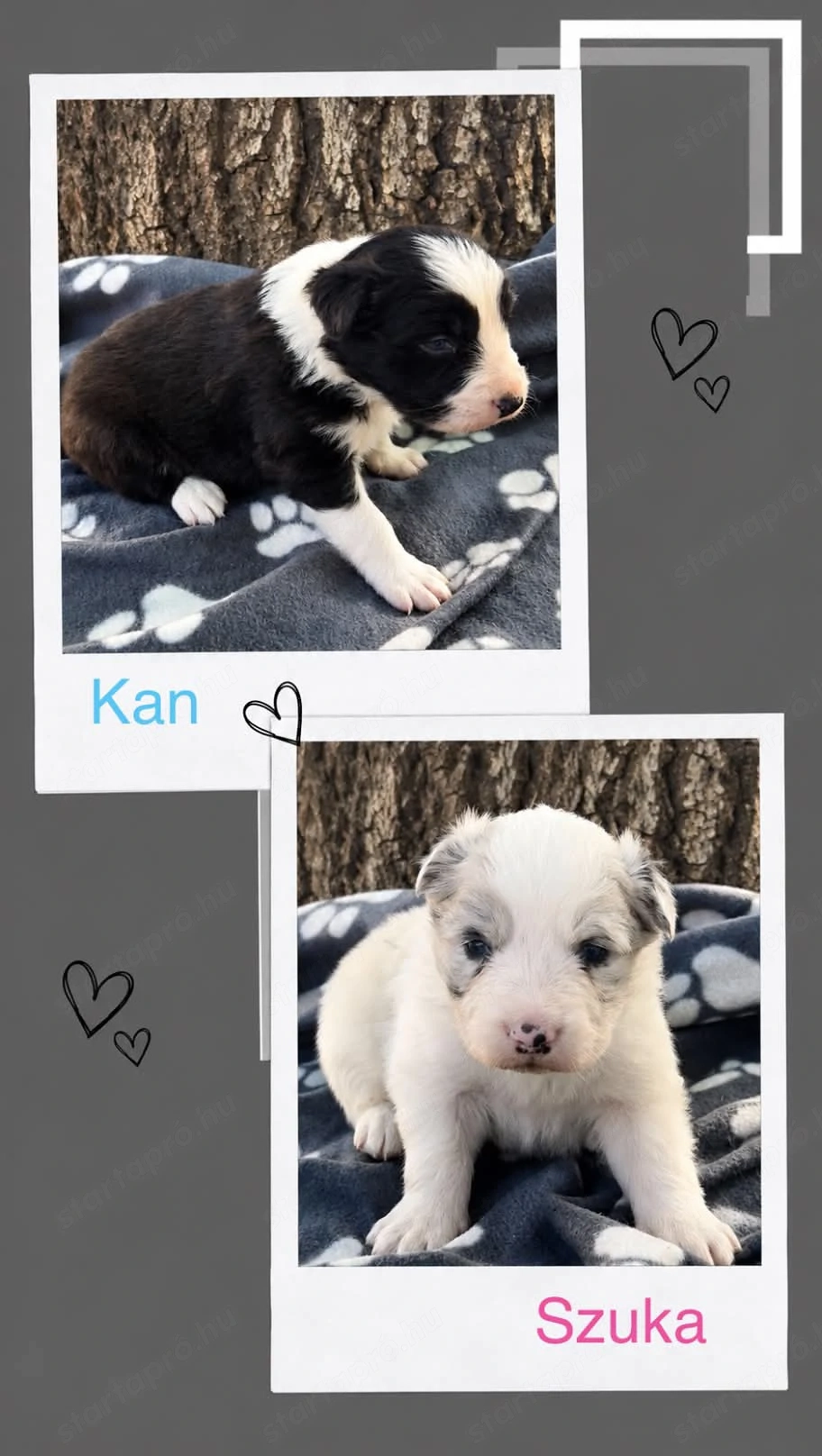Border collie kiskutyák