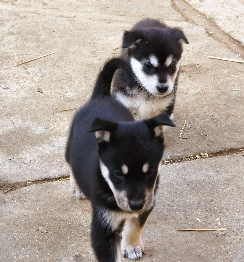 Eladó Husky keverék kiskutyák