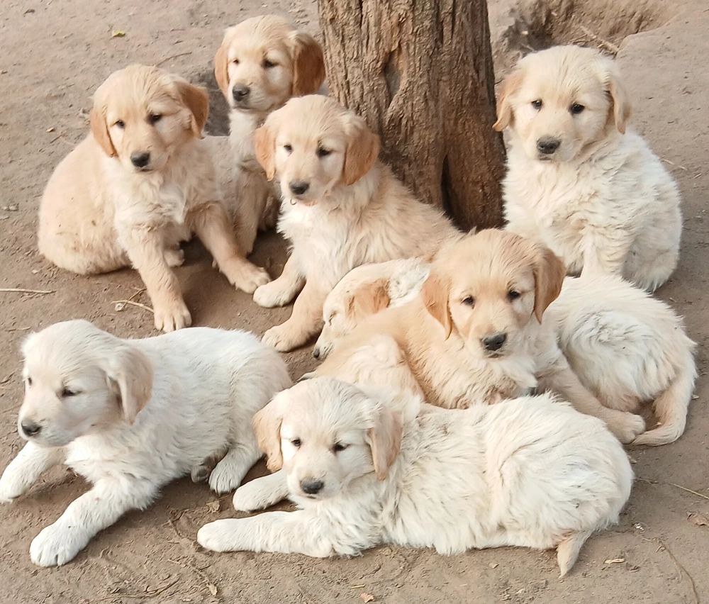 Golden retriever