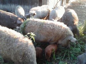 Mangalica Eladó