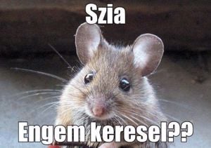 szeretőt keresek