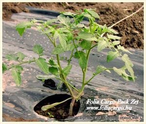 Eladó Kertészeti mezőgazdasági agrofoliák  - kép 7