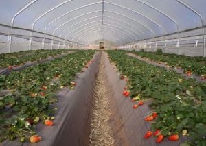 Eladó Kertészeti mezőgazdasági agrofoliák  - kép 8