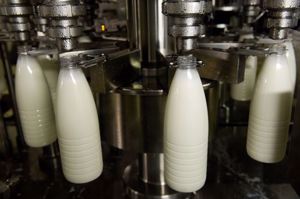 Tej és tej termeket gyártó cég keres munkásokat Németországban  - kép 4