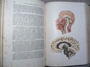 Gorka Sándor Az ember testi és lelki élete egyéni és faji sajátságai. / antik könyv 1905 - kép 6