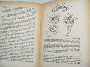 Pongrácz Sándor Az ősködtől az emberig / könyv Franklin Társulat kiadása - kép 2