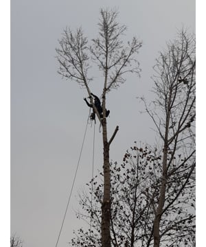 Favágás, Fakivágás alpintechnikával - kép 2