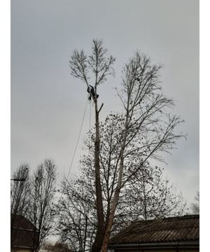 Favágás, Fakivágás alpintechnikával - kép 4