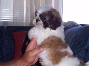 Shih-Tzu kölykök eladók! - kép 3