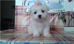 Fehér mini Bichon Havanese 