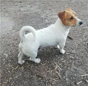 Jack Russel terrier kiskutyák - kép 2