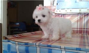 Fehér mini Bichon Havanese  - kép 3